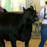 The Great New York State Fair Poised to Celebrate Beef Industry as Part of Beef Day on August 27